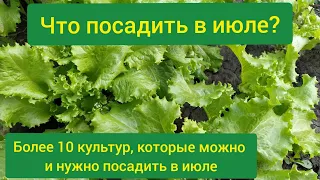 Что можно посеять в июле? Что посадить в огороде в июле? Что можно сажать в июле?