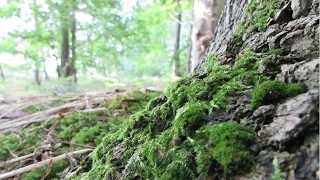 Moss (Bryophyta)