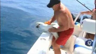 Man vs Shark Baby Great White Shark Wins and Bites Man lol
