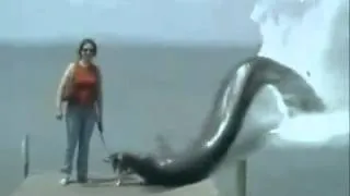 Anaconda attack wmv. Анаконда атакует.