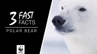 Polar Bear | 3 Fast Facts
