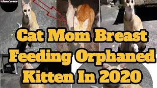 Cat Mom Breast Feeding An Orphaned Kitten | The Dodo | Love