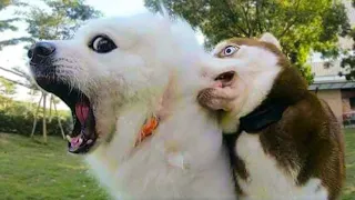 funny moments of animals compilations/ funny animals . good vibes