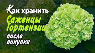 Как хранить саженцы гортензии после покупки