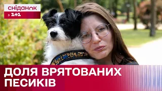 Рік теракту на Каховській ГЕС: Як живуть тварини, яких врятували з води?