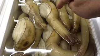 Best Clams Types In Japan - Giant Geoducks Oysters and More in Japan Market