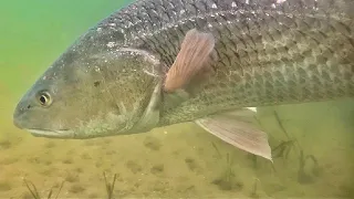 How Shallow To Fish for Redfish (This Might Surprise You!)
