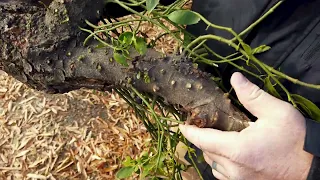 Removing Mistletoe to Save Trees