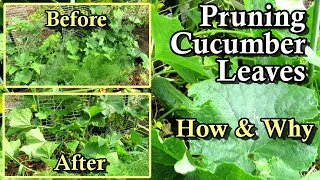 How to Prune Cucumber Leaves & Why:  A Growing Garden Cucumbers Series