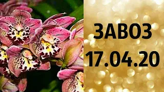 🌸Продажа орхидей. ( завоз 17.04.20 г.) Отправка только по Украине. ЗАМЕЧТАТЕЛЬНЫЕ КРАСОТКИ👍