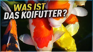 Was ist DAS KOIFUTTER - Entstehung und Übersicht der Sorten!