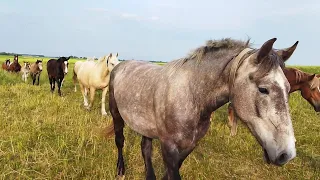 ЛОШАДИ ТЯЖЕЛОВОЗЫ НА КОНЕФЕРМЕ