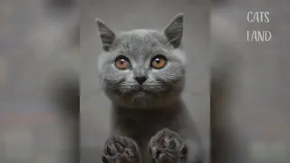 OMG So Cute Cats Best Funny Cat Videos 2020 #47