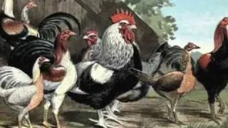 Crested Hens (Les Poules Houppées)