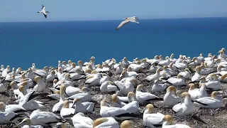 Gannet colony at Cape Kidnappers, New Zealand.