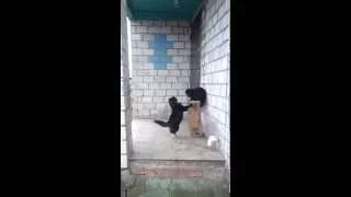 Битва котов. Кот терминатор!  Real Cat Fight.  Cat terminator!