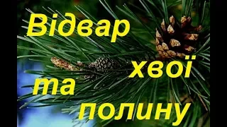 Готуємо відвар із хвої та полину для стимуляції та лікування бджіл