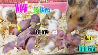 Hamster Babies Growing Up -Day  1 To Day 15 Best Moments Activities