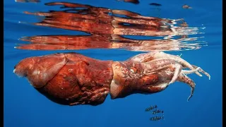 Giant Squid: The Real Kraken - Deepsea Oddities