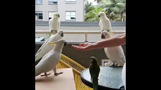 Какаду на балконе в Сиднее/Cockatoo on the balcony in Sydney