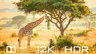 Dolby Vision 12K HDR 120fps - Animal Landscapes And Relaxing Piano Music