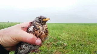 Спасение птицы 2