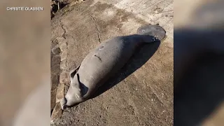 2 manatee deaths reported in same spot in Hernando County