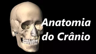 Anatomia do Crânio em 3D