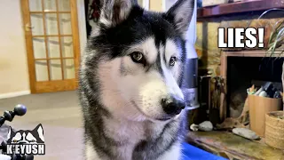 Husky JABS His Snoot At Me! The Biggest Argument!