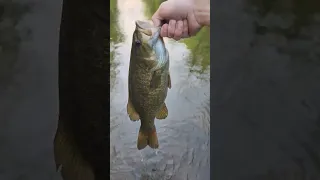 Catching Smallmouth Bass in the creek!! #fishing #smallmouth #smallmouthbassfishing #like #subscribe