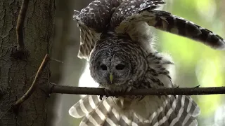 Beautiful Barred Owl at Stanley Park, Vancouver BC, Canada