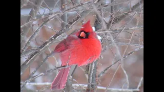 How Birds Survive the Cold