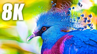 Exclusive Birds Collection in 8K HDR 60FPS ULTRA HD