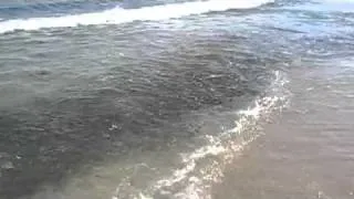 Anchovas comendo na beira da praia