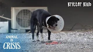 A Stray Dog Reappeared With A Cone l Animal in Crisis Ep 349