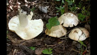 Calocybe gambosa