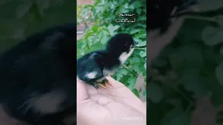 beautiful little chick sound 😍😘