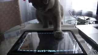 😹Scottish Fold Cat plays Game for Cats on iPad 😻