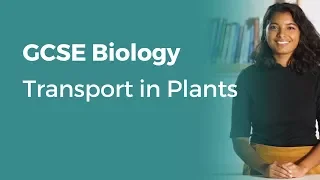Transport in Plants | 9-1 GCSE Biology | OCR, AQA, Edexcel