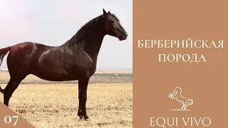 БЕРБЕРИЙСКАЯ ПОРОДА |07| EQUI VIVO