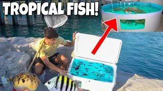 Catching TROPICAL FISH For My SALTWATER POND!!