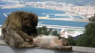 Gibraltar - A Few Reasons Why You Should Visit This Place