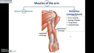 Overview of UL (8) - Muscles of the Arm - Dr. Ahmed Farid