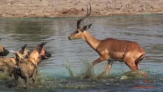 Impala trapped between wild dogs and crocodile