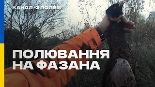 Полювання на фазана, Черкаська область. ДОБУЛИ ТРУДОВИХ ПІВНІВ!