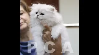 Кот персидская шиншилла. Выставка кошек PCA on-line.