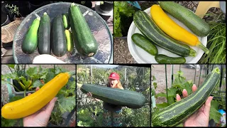 Massive Zucchini Harvest Container Gardening Elevated Chair Garden Growing in Totes & Cardboard Box