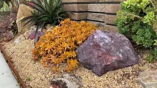 Stunning Succulent Coral Reef One Year In