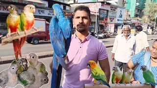 excotic birds in home! Anas 93723 16911 jogeshwari #goldmacaw #conure #viral