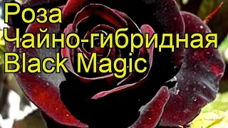Роза чайно-гибридная Черная Магия. Краткий обзор, описание характеристик Black Magic